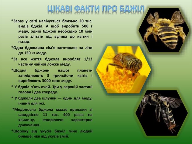 Цікаві факти з життя комах - презентация онлайн